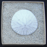 sand buck in a bed of sand in a box